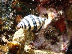 Engina zonalis
