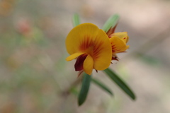 Pultenaea paleacea