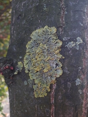 Xanthoria parietina