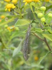 Brachynemurus versutus
