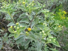 Zaluzania