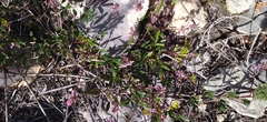Indigofera mundiana