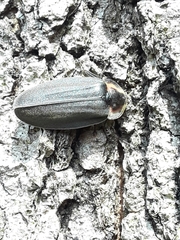 Coleoptera