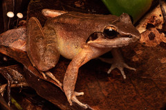 Limnonectes paramacrodon
