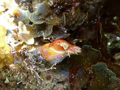 Nodopelagia brazieri