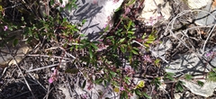 Indigofera mundiana