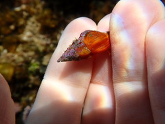 Nodopelagia brazieri