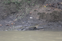 Varanus salvator macromaculatus