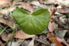 Viola silicestris