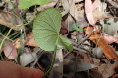 Viola silicestris