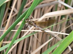 Procordulia jacksoniensis