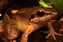 Limnonectes paramacrodon