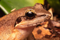 Limnonectes paramacrodon