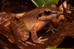 Limnonectes paramacrodon