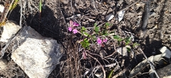 Indigofera mundiana