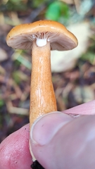 Lactarius luculentus