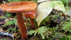 Lactarius luculentus