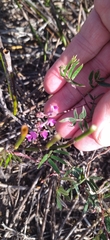 Indigofera mundiana