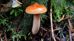 Lactarius luculentus