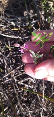Indigofera mundiana