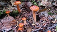 Lactarius luculentus