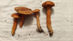Lactarius luculentus