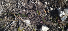 Indigofera mundiana