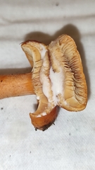 Lactarius luculentus