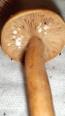 Lactarius luculentus
