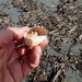 photo of Pear Bonnet Snail (Semicassis pyrum)