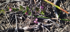 Indigofera mundiana