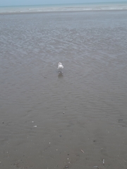 Larus argentatus