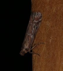 Laodamia faecella