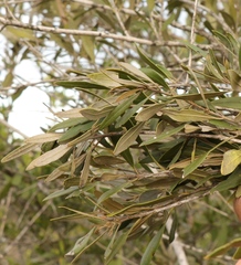 Olea exasperata