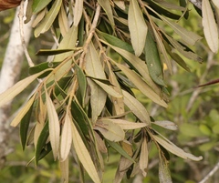 Olea exasperata