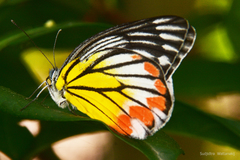 Delias hyparete