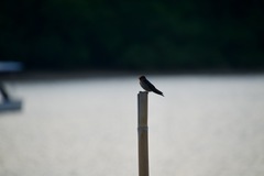 Hirundo tahitica
