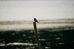 Hirundo tahitica