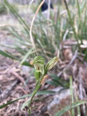 Pterostylis melagramma