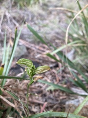 Pterostylis melagramma