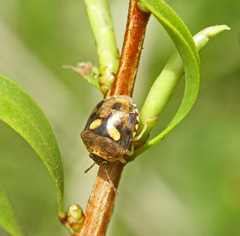 Aspideurus flavescens