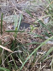 Pterostylis melagramma