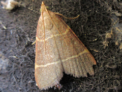 Hypsopygia glaucinalis