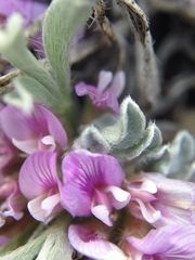 Astragalus tridactylicus