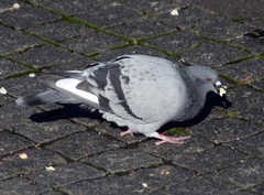Columba livia domestica