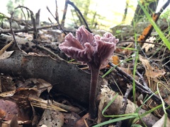 Laccaria amethystina