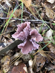 Laccaria amethystina