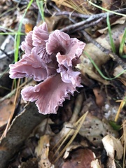 Laccaria amethystina