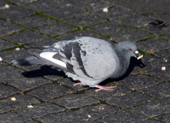 Columba livia domestica