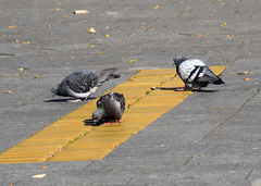 Columba livia domestica